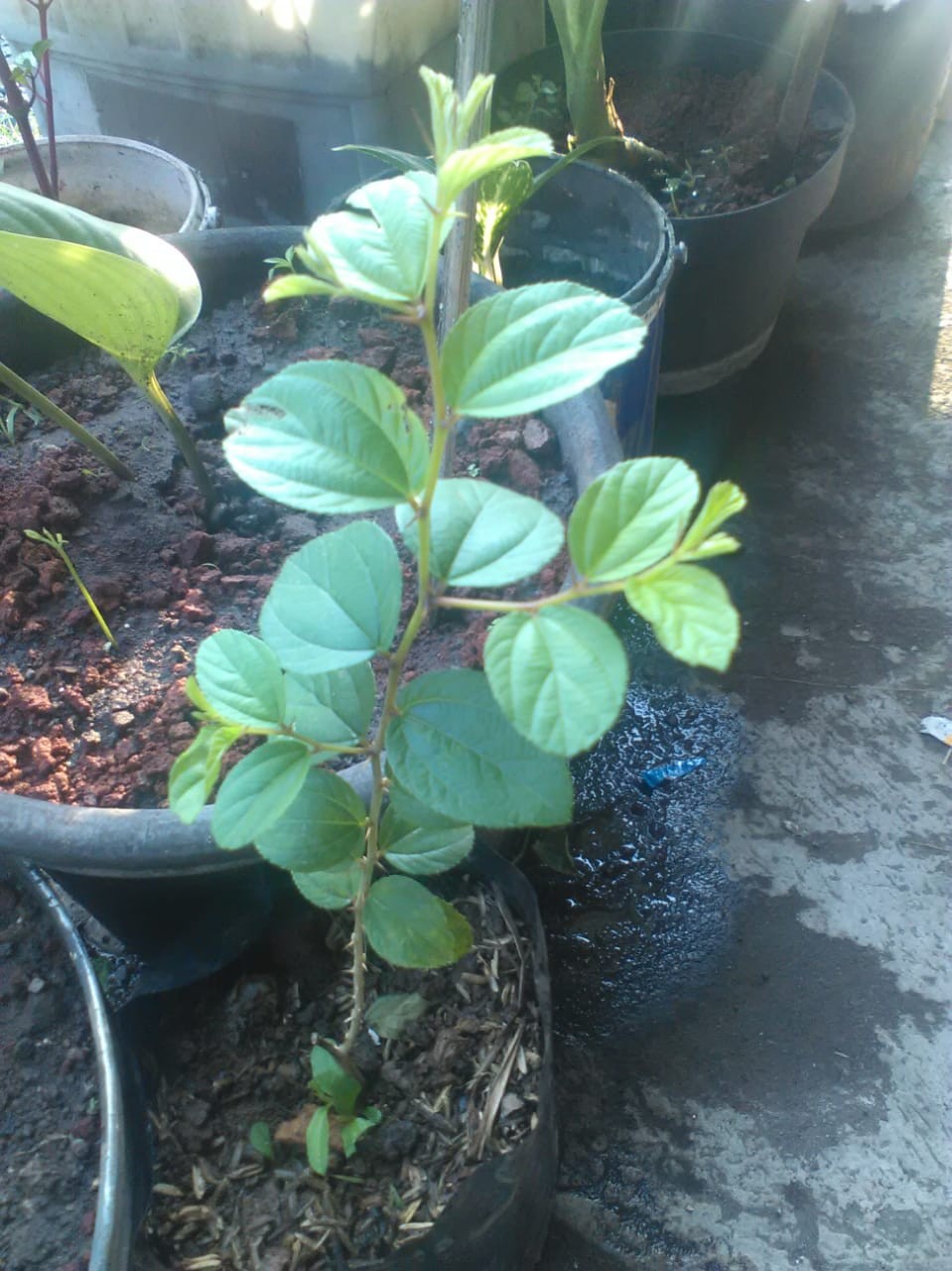 Bibit pohon Bidara Arab