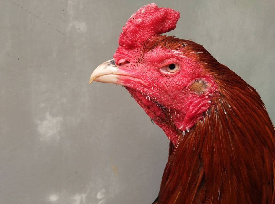 Jual Ayam Bangkok Super 2019 W.A: 0811-277-1818